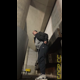 Miss Marilyn squats with her pants down under outdoor concrete stairs. No pooping shown. Presented in 720P vertical HD format. About a minute.